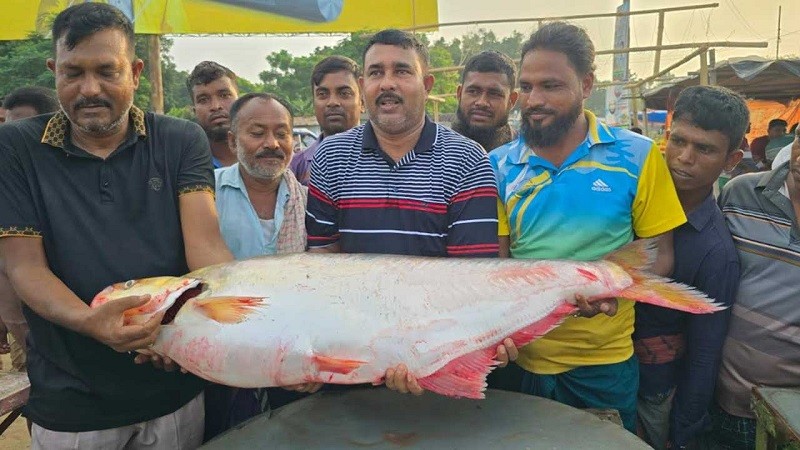 পদ্মার এক ঢাই মাছ বিক্রি হলো ১ লাখ ৪ হাজার টাকায়